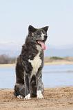 AKITA INU 157